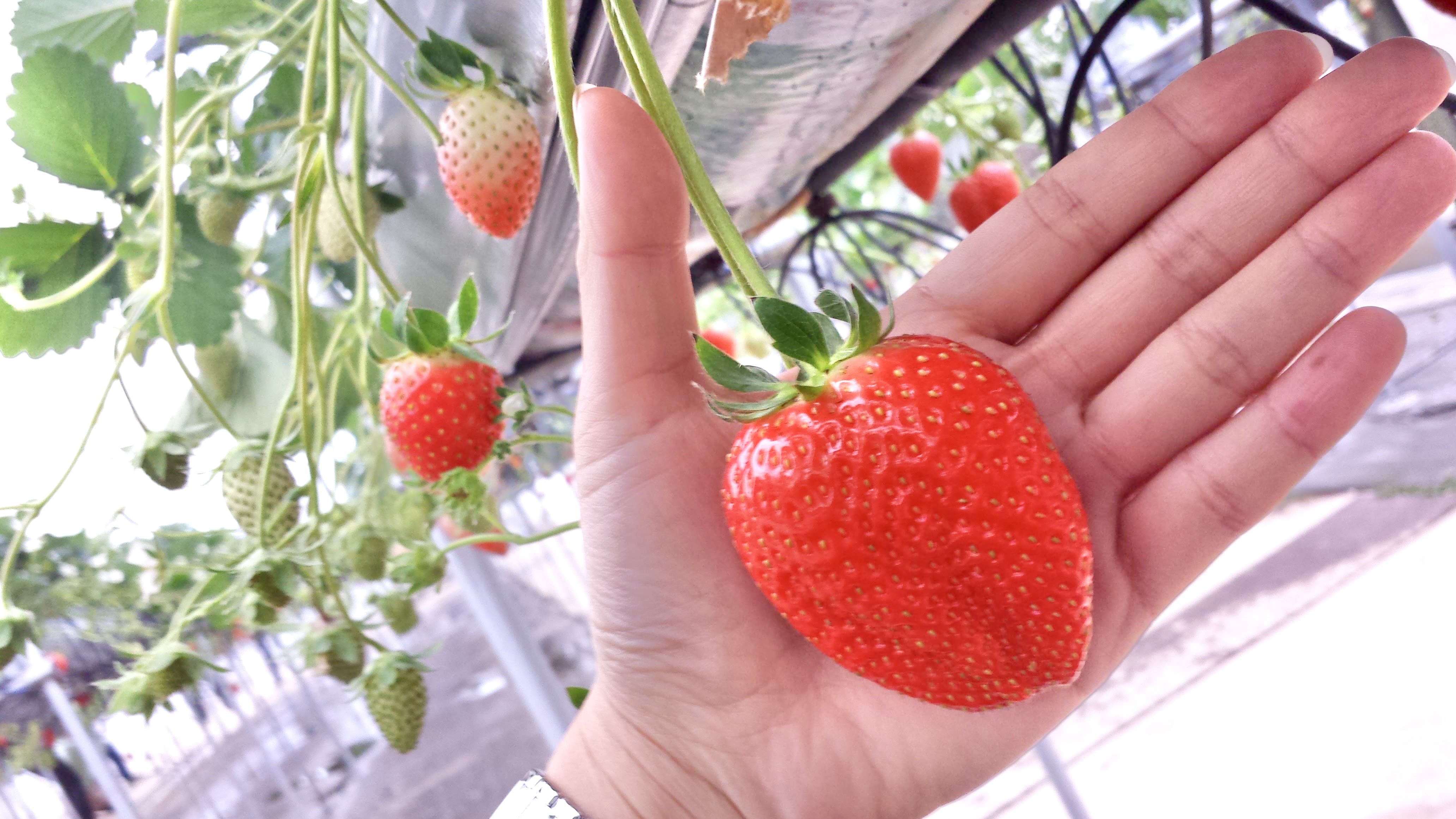 タイ王国バンコク向けに千葉県産イチゴを輸出致しました