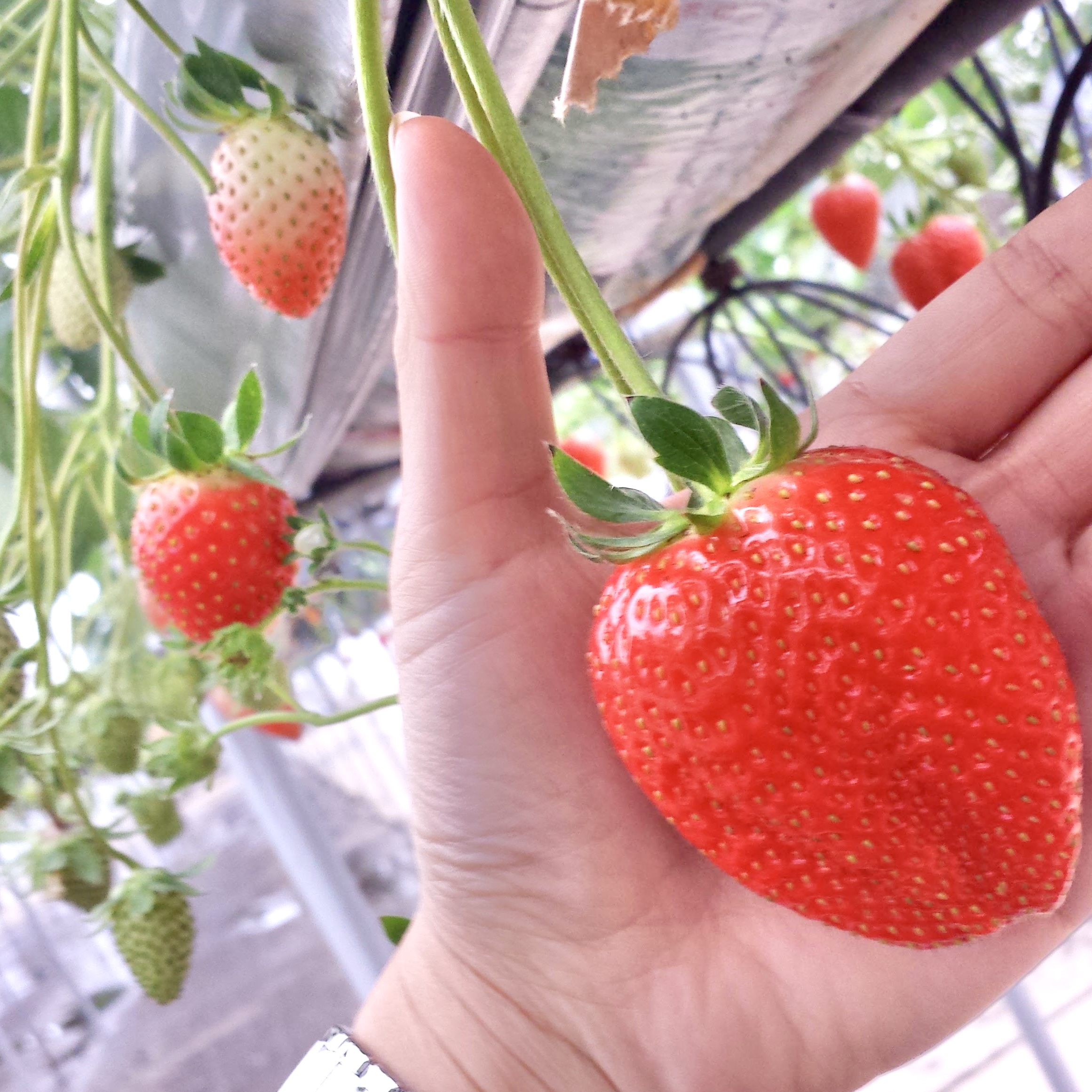 タイ王国バンコク向けに千葉県産イチゴを輸出致しました