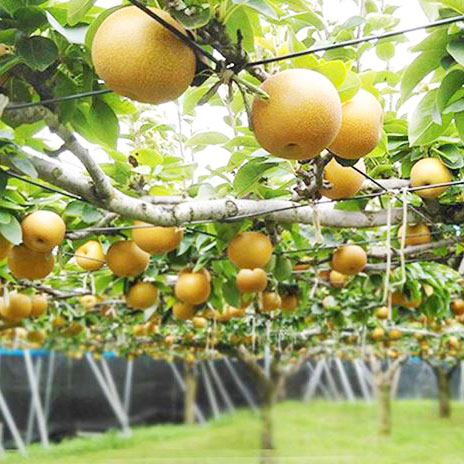 千葉の採れたて梨「幸水」販売開始致しました（期間限定）